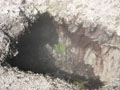 alive in the hole.JPG
